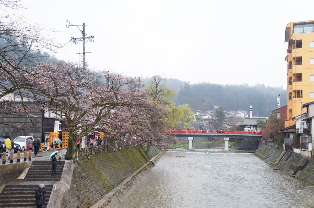 春の高山祭　中橋と桜